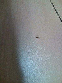 ある時 ふと壁をみると黒くて小さい虫がノロノロ歩いてるのをみます 壁の Yahoo 知恵袋