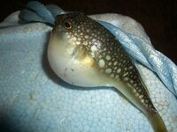 このふぐの名前教えて下さい 瀬戸内海高松市庵治町で釣りました Yahoo 知恵袋