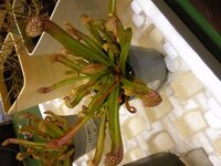 食虫植物の質問 サラセニアとヤツマタモウセンゴケの根の広がりかたを教 Yahoo 知恵袋