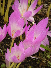 公園に咲いていた野草の花だと思うのですが ピンク色の球根の花の名前を Yahoo 知恵袋