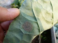 葉の裏に虫の卵が 何の虫ですか 家庭菜園のカリフラワー アブラナ科 の葉 Yahoo 知恵袋