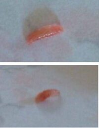 トイレに５ｍｍ程の赤い幼虫 これってなんていう虫ですか トイ Yahoo 知恵袋