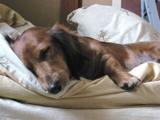 我が家の愛犬は散歩中 ず っと地面や電柱などの匂いを嗅ぎまくってる Yahoo 知恵袋