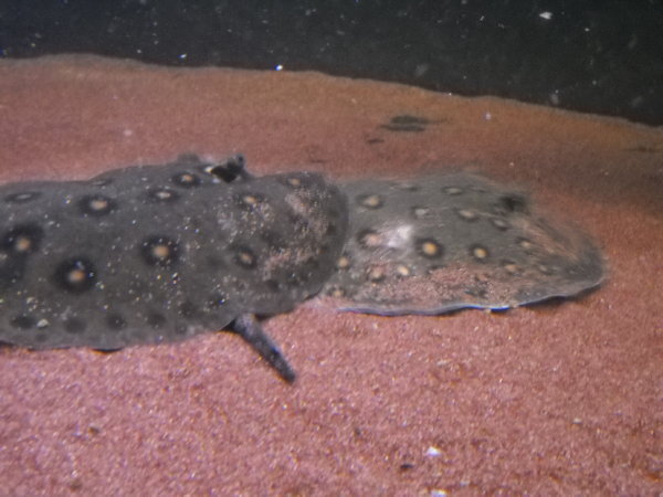 淡水エイの繁殖について質問です 今うちで飼ってるモトロ が飼い始めから Yahoo 知恵袋