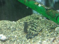 淡水イカはいないのですか 淡水カレイ 淡水フグ 淡水クラゲがいれば 淡水イカは Yahoo 知恵袋