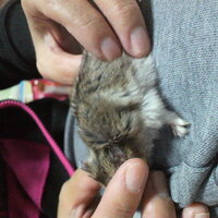 ハムスターの背中に腫瘍が 生後1年のハムスターの背中に大きい腫瘍が出来てしまい Yahoo 知恵袋