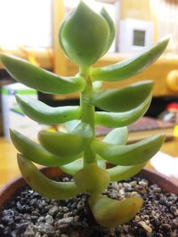 多肉植物 おそらくセダム属 に斑点が出ています どのような病気なのか Yahoo 知恵袋