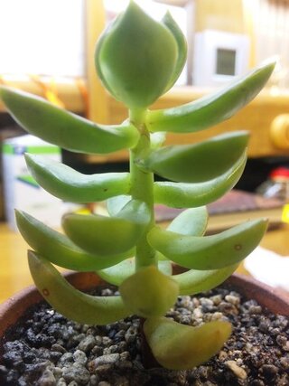 多肉植物 おそらくセダム属 に斑点が出ています どのような病気なのか Yahoo 知恵袋