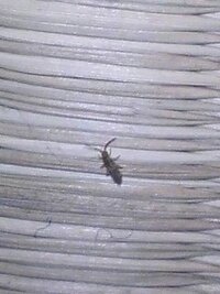 画像 ぴょんぴょん跳ねる虫が畳の部屋にたくさん数えられないほど出てます この Yahoo 知恵袋
