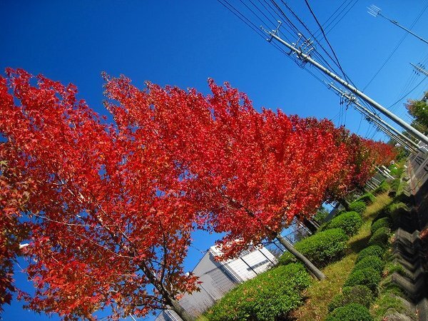 これはカエデでしょうか？ポプラでしょうか？