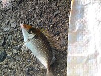 今 日本海の湾で釣りをしています カワハギとか釣れていましたが その Yahoo 知恵袋