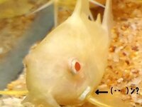 このコリドラス 病気の可能性ありますか エラの辺りが赤い気がします 先ほ Yahoo 知恵袋