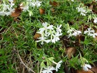 この芝生に咲く花は何て花でしょうか 久しぶりに見ました 庭石菖 Yahoo 知恵袋