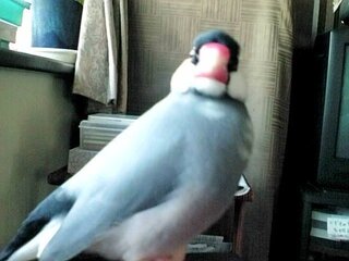 文鳥を逃がしてしまいました またすぐに飼うのは罪ですか 我が家 Yahoo 知恵袋