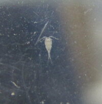 この生き物は何ですか ミナミヌマエビの稚エビのみの水槽に突如現れました２種類の Yahoo 知恵袋