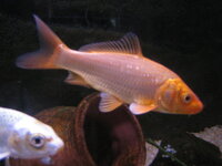 錦鯉の手なずけ方 錦鯉を飼育し始めて ８ヶ月になりますがなかなか慣れて Yahoo 知恵袋