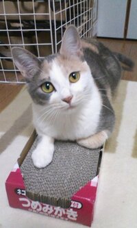 猫を飼ってる方に質問があります 猫に引っ掻かれた時に その傷に塗る薬を教えて下 Yahoo 知恵袋