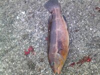 この魚は何という魚ですか ちなみに福岡県の西浦漁港で釣りました 一応 Yahoo 知恵袋