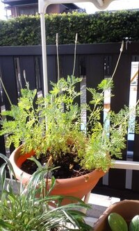 レースラベンダーの剪定 レースラベンダーを剪定すると 沢山花芽が出ると聞きま Yahoo 知恵袋