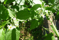 画像あり 白い花と緑の実をつけるこの植物はなんという名称ですか ナス科 Yahoo 知恵袋