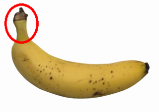 バナナ 赤い丸で囲った部分の名称は 果柄です バナナの房全体がついている Yahoo 知恵袋