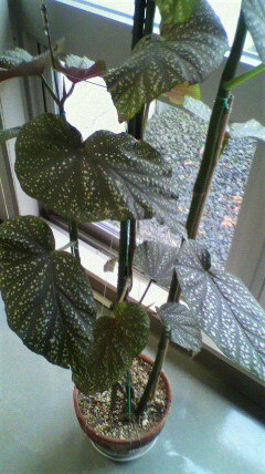 観葉植物の名前を教えてください 大きい葉っぱに白い斑点模様が付いてい Yahoo 知恵袋