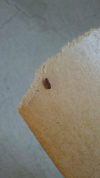 茶色い小さい虫の正体 今朝 掃除機の紙パックを交換しようとしたところ 紙パ Yahoo 知恵袋
