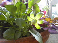 ビオラの花を摘んだ跡に残るこの蕾は何ですか タネがふくらんできましたね Yahoo 知恵袋