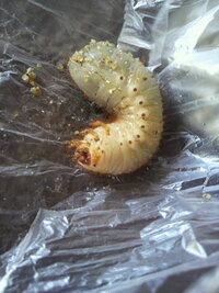 至急お願いします この幼虫は何か分かりますか 息子が砂場の砂の様な物が溜まった Yahoo 知恵袋