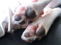 犬の肉球について質問です 前足と後ろ足の肉球なんですが 最初ここまで肌色 Yahoo 知恵袋