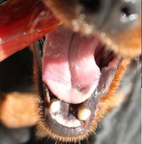 犬の舌が白っぽい気がします 写真は分かりにくいですが 以前はもっと赤 Yahoo 知恵袋