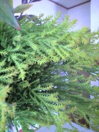 おせち料理に飾る葉っぱについて おせち料理などの日本料理に Yahoo 知恵袋