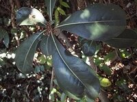 うちの犬を暗いところで撮影してフラッシュをたいてしまいました 今までこんなこと Yahoo 知恵袋