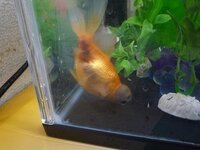 最近金魚のお腹が黒くなっていることに気がつきました 飼育は27l Yahoo 知恵袋