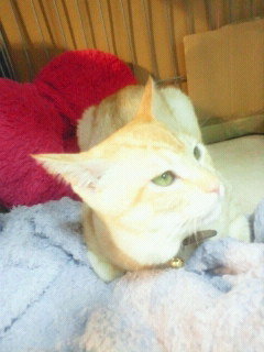 猫のしこりについてです。 - こんにちは、猫の右の首あたり。ちょうど 