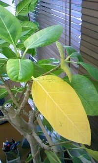 最近 観葉植物 ゴムの木 が元気がありません 写真左の葉のように黄色くな Yahoo 知恵袋