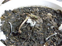 シクラメンの根腐れの植え替えについて 教えてください 11月半ばにもら Yahoo 知恵袋