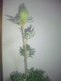 フランネルフラワーの元気がありません 鉢植えで育てているフランネルフラワ Yahoo 知恵袋