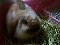 ロップイヤーの耳について質問です 友人の代理投稿 昨日 友人が生後１か月 Yahoo 知恵袋