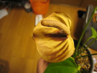 買って半年ぐらいのアンスリウムの花弁の部分が茶色く変色してきてしまい Yahoo 知恵袋