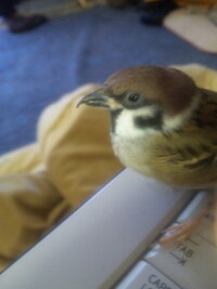 スズメの鳴き声のパターンとその意味を教えてください あとモズは住宅街にもいます Yahoo 知恵袋