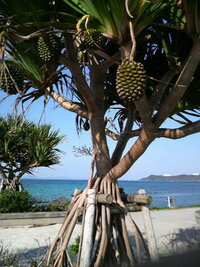 これは何という木でしょうか 沖縄本島で街路樹として植えられているのを各地で目に Yahoo 知恵袋