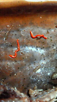 夕飯に秋刀魚 サンマ を食べたのですが内臓部分から赤い虫が出てきました 長さは Yahoo 知恵袋