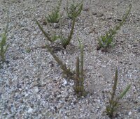 写真の雑草の名前と対処法を教えてください 新居の庭に写真の雑草がはびこって困っ Yahoo 知恵袋