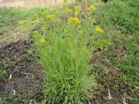 家庭菜園での水菜 ミズナ の管理について教えて下さい 花が咲きました こ Yahoo 知恵袋