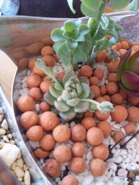 この多肉の種類はなんでしょうか 3月頭に100円ショップ Yahoo 知恵袋