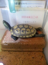 亀産卵場所作り 初めまして約8年飼っているクサガメが衰弱していて病院に Yahoo 知恵袋