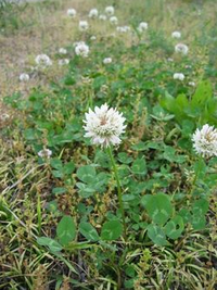 シロツメクサ 白詰草 学名 Trifoliumrepens マメ科シャジクソウ Yahoo 知恵袋