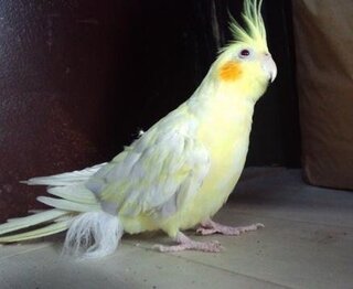 オカメインコの尾羽付近にふわふわの綿毛があるのですが 病気ですか Yahoo 知恵袋