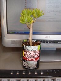 アデニウムの茎or根を太くする方法塊根植物を初めて育てます アデニウムですが Yahoo 知恵袋